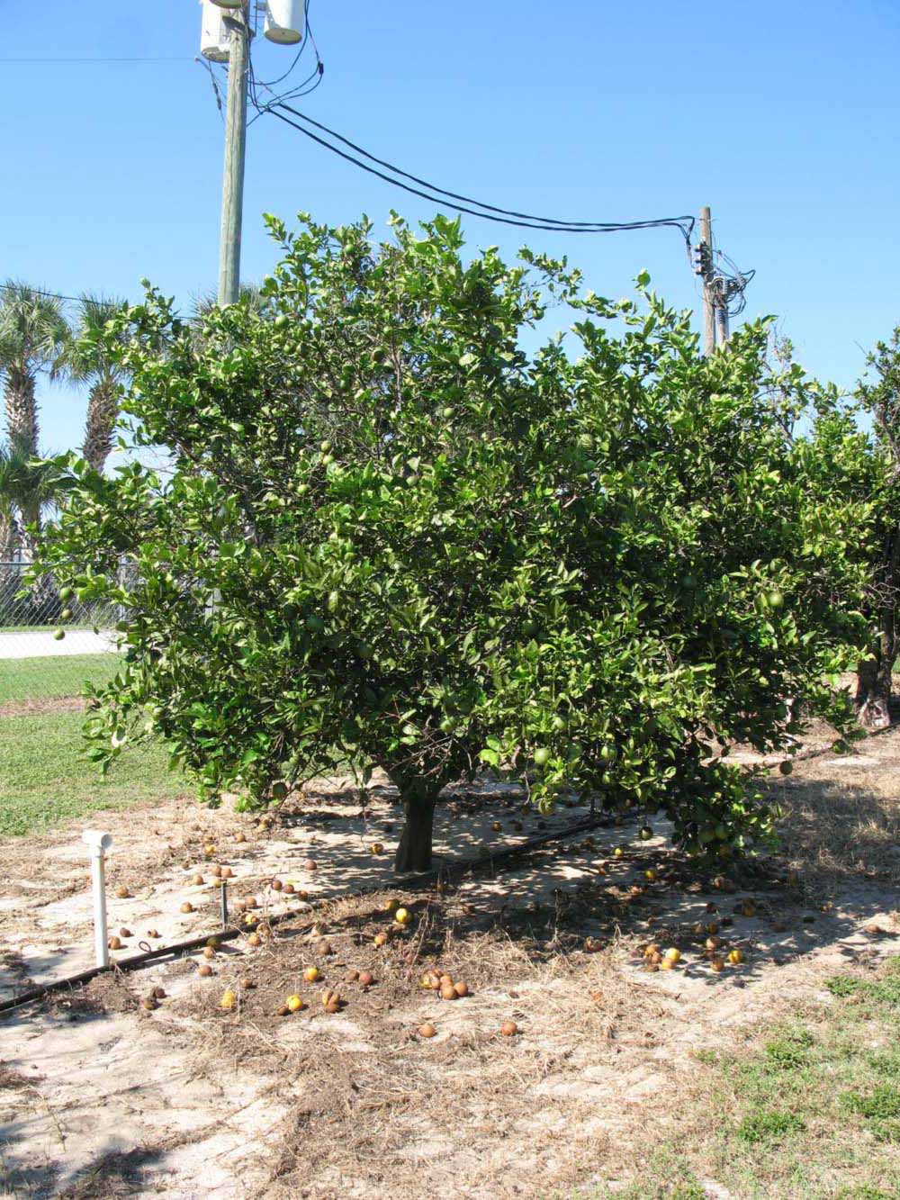            Habit (Winter Haven, FL)   